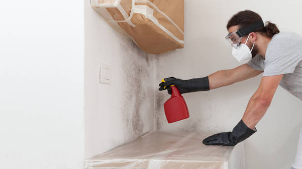 Basement Mold Remediation treatment on basement walls in Peoria