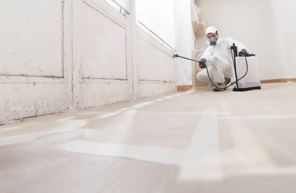 Black mold remediation team in Peoria